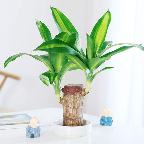 Hjemix | Lucky Brazil Wood Potted Plant