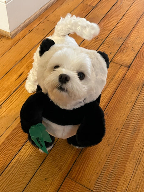 Hjemix | Pandaloon Hund og Katt Kostyme Sett