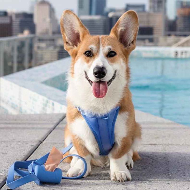 Hjemix | Adjustable Dog Vest Harness with 3 Leash Clips