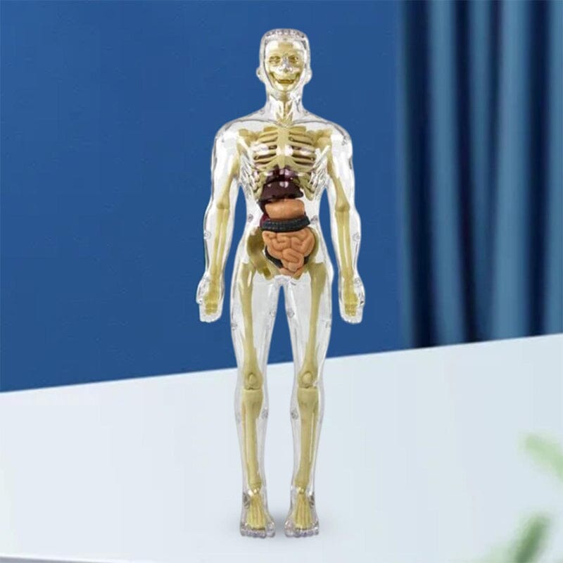 Hjemix | 3D menneskekropp torso-modell for barn anatomi modell skjelett