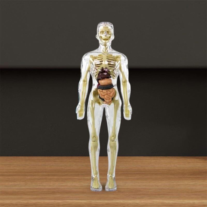 Hjemix | 3D menneskekropp torso-modell for barn anatomi modell skjelett