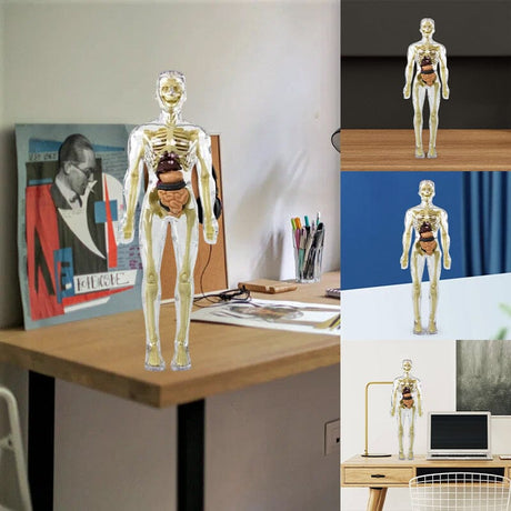 Hjemix | 3D menneskekropp torso-modell for barn anatomi modell skjelett