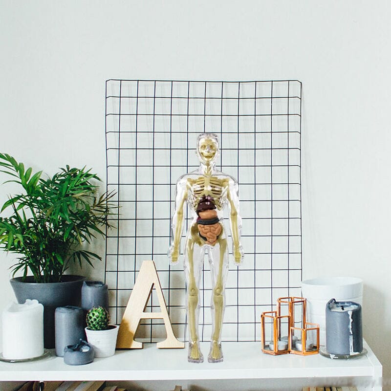 Hjemix | 3D menneskekropp torso-modell for barn anatomi modell skjelett