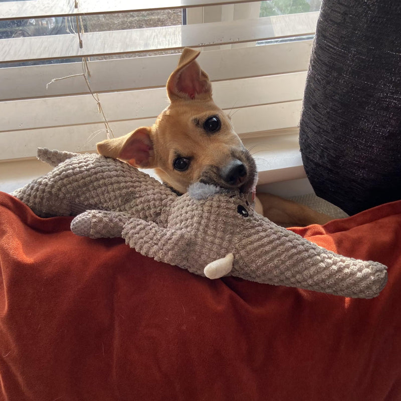 Hjemix | Ekstra Sterk Hundeleke - Maximus