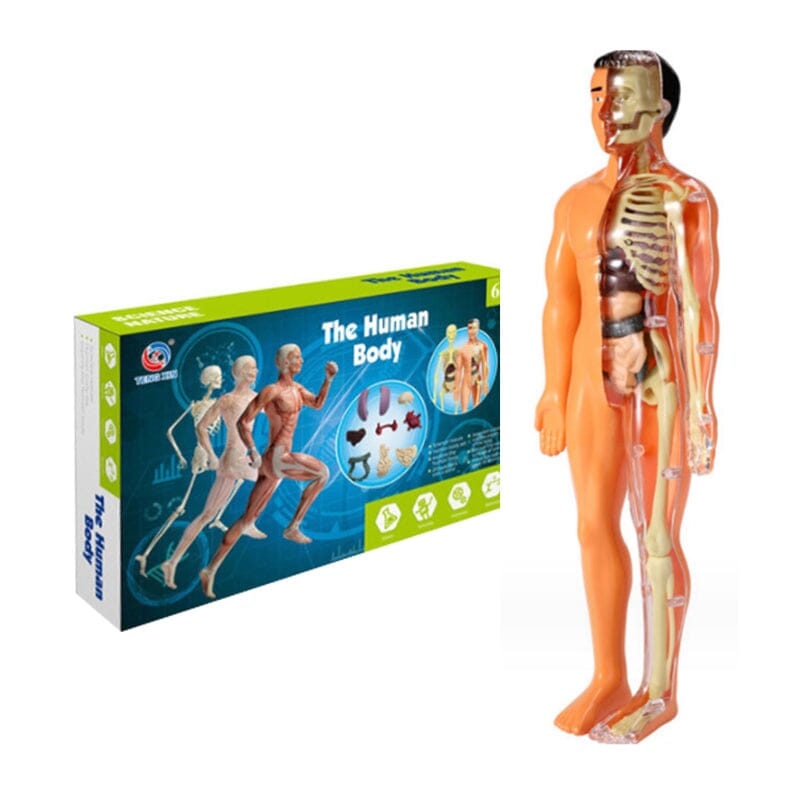Hjemix | 3D menneskekropp torso-modell for barn anatomi modell skjelett