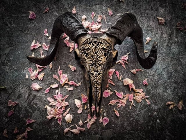 Hjemix | Uskåret værhode