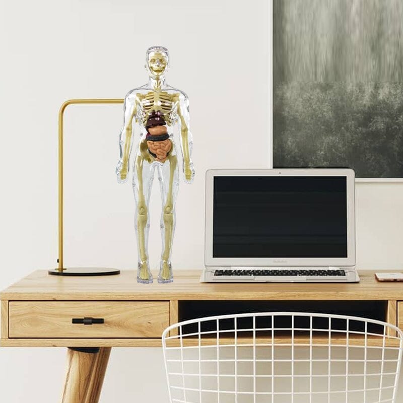 Hjemix | 3D menneskekropp torso-modell for barn anatomi modell skjelett