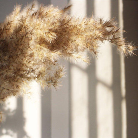 Hjemix | 60 cm naturlig, ekte, brunt-beige tørket pampasgress bukett │ fluffy fjær for moderne boho hjemmeinnredning
