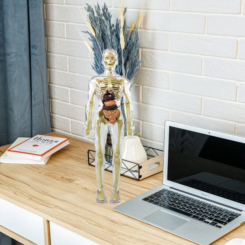 Hjemix | 3D menneskekropp torso-modell for barn anatomi modell skjelett