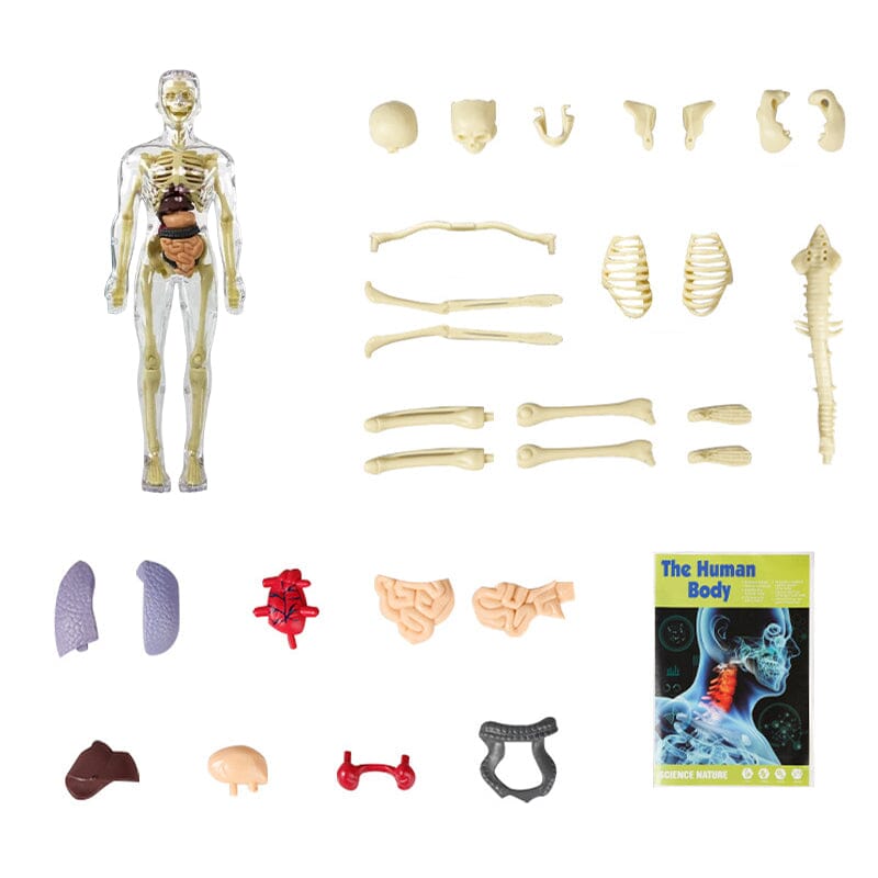 Hjemix | 3D menneskekropp torso-modell for barn anatomi modell skjelett