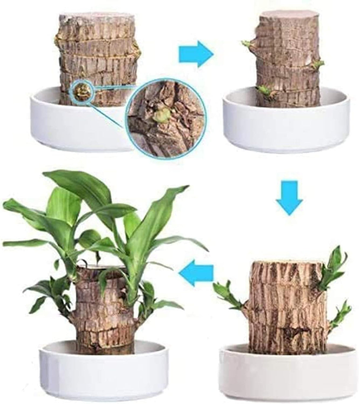 Hjemix | Lucky Brazil Wood Potted Plant