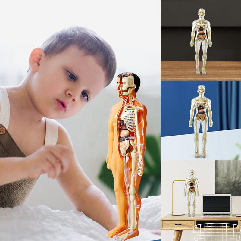Hjemix | 3D menneskekropp torso-modell for barn anatomi modell skjelett