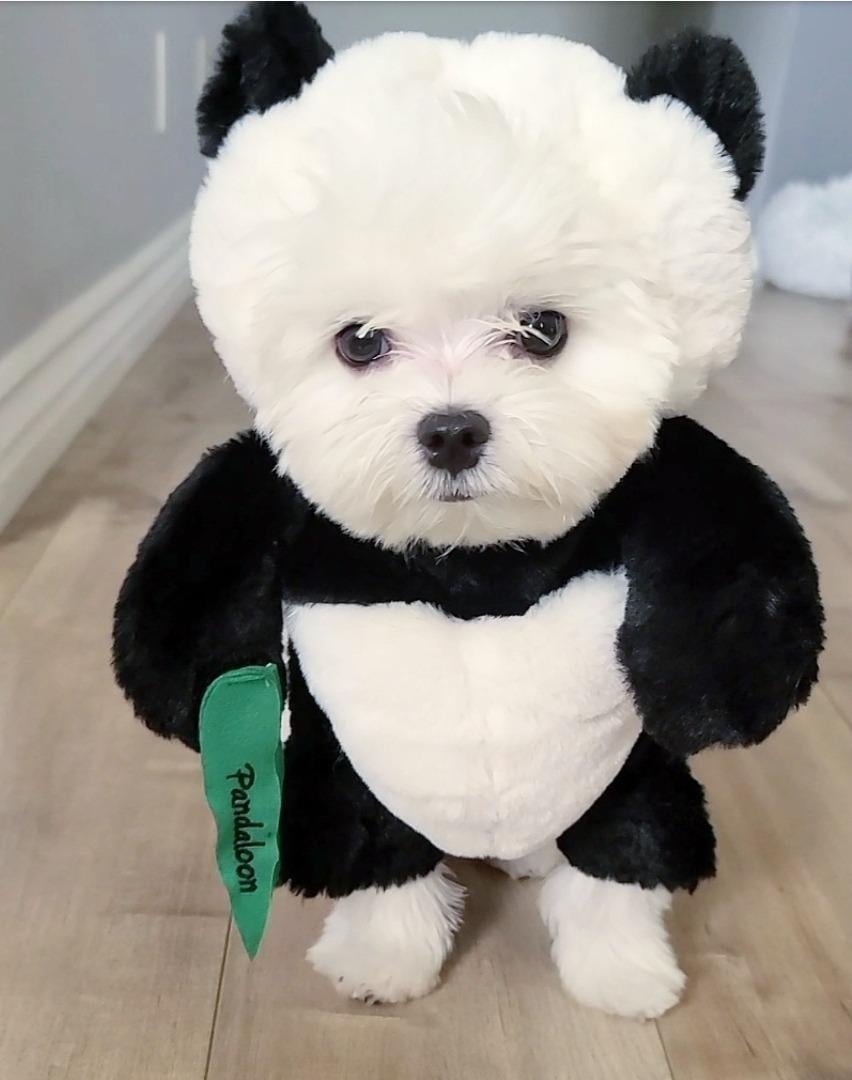 Hjemix | Pandaloon Hund og Katt Kostyme Sett