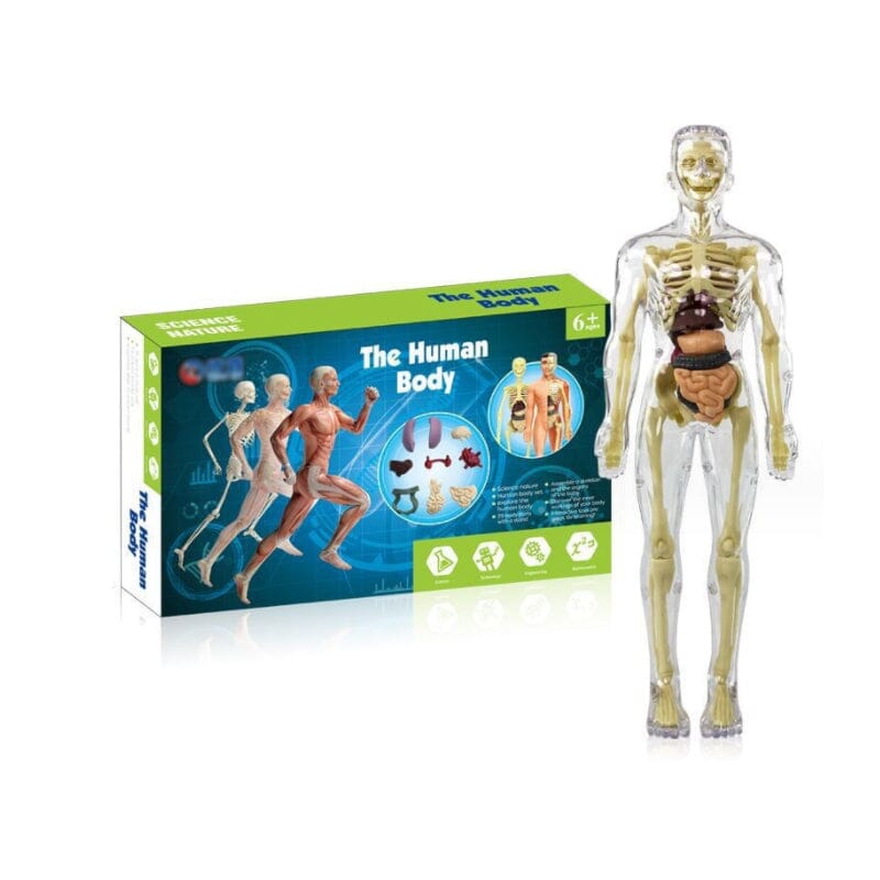 Hjemix | 3D menneskekropp torso-modell for barn anatomi modell skjelett