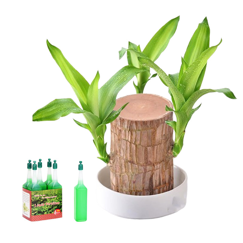 Hjemix | Lucky Brazil Wood Potted Plant