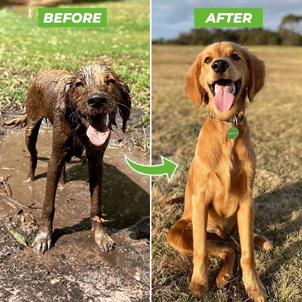 Hjemix | Hundefor dusj sprayer - WashBuddy