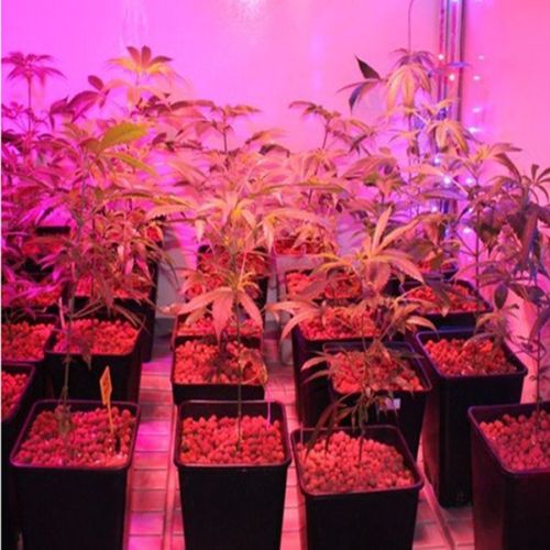 Hjemix | Grow Light Lampe