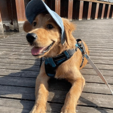 Hjemix | Hundehatt