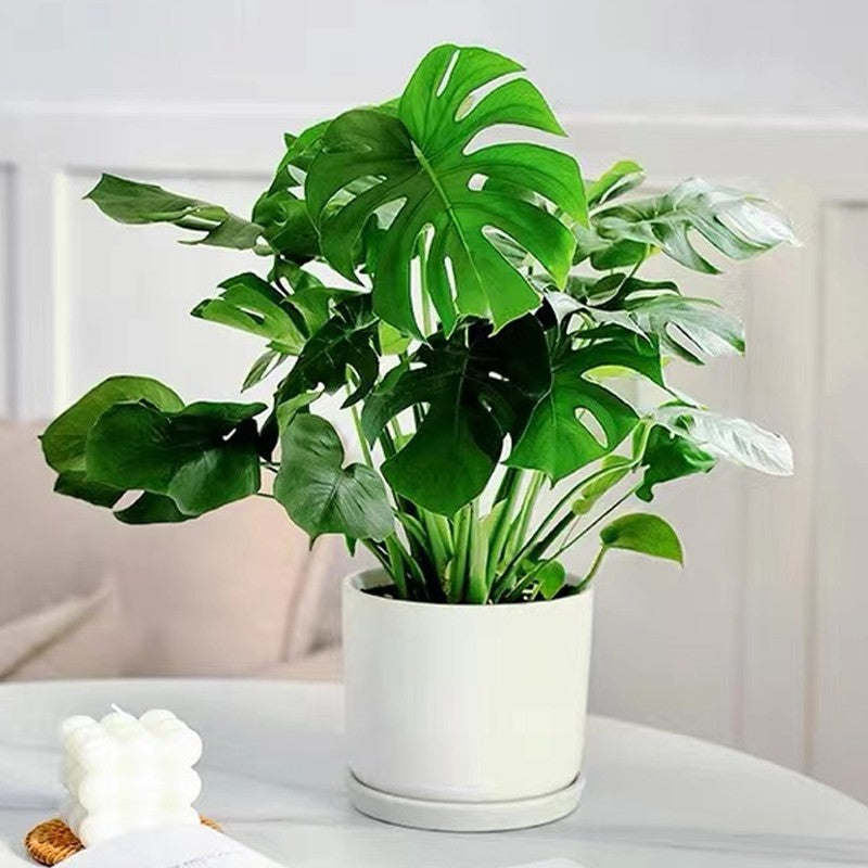 Hjemix | Raskt virkende næringsløsning for planter