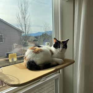 Hjemix | Sammenleggbar katt hengekøye med vakuumkopp katt hengekøye