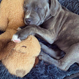 Hjemix | Snuggle Puppy - Angsts- og ensomhetsdempende kosedyr