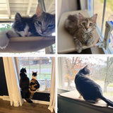 Hjemix | Sammenleggbar Katt Vindu S eng