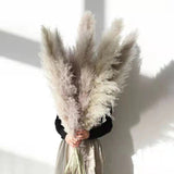 Hjemix | FeatherFawn - Tørkede Pampasblomster