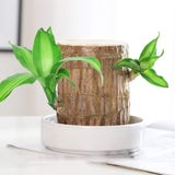 Hjemix | Lucky Brazil Wood Potted Plant
