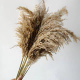 Hjemix | 60 cm naturlig, ekte, brunt-beige tørket pampasgress bukett │ fluffy fjær for moderne boho hjemmeinnredning