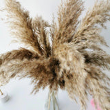 Hjemix | 60 cm naturlig, ekte, brunt-beige tørket pampasgress bukett │ fluffy fjær for moderne boho hjemmeinnredning