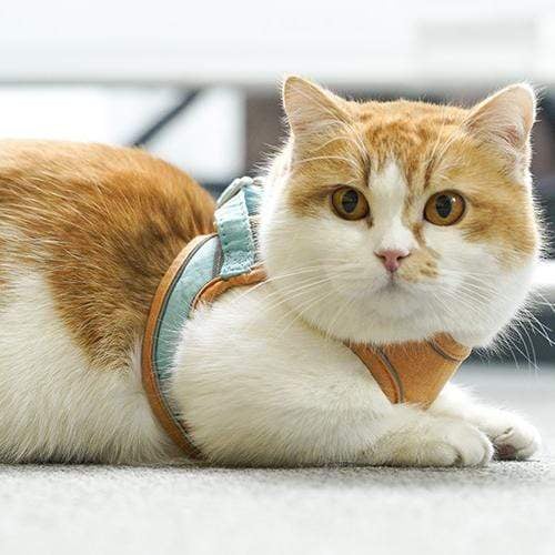 Hjemix | Katt Vest Og Belte Sett Kjæledyr Taksjons Tau