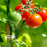 Hjemix | Plante støtteklips