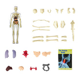 Hjemix | 3D menneskekropp torso-modell for barn anatomi modell skjelett