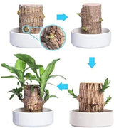 Hjemix | Lucky Brazil Wood Potted Plant