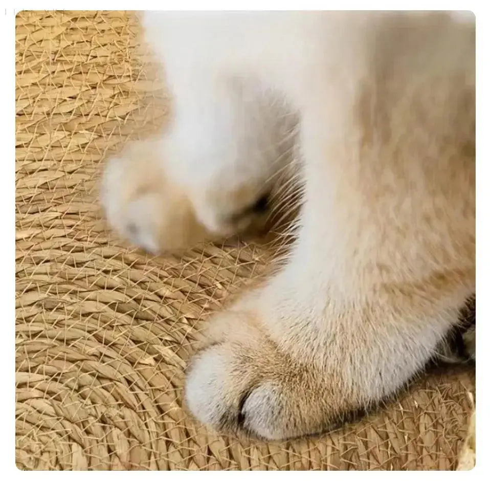 Hjemix | Cozypets – Supermykt Og Komfortabelt Kattenseng