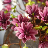Hjemix | Künstige Magnolia Blomster