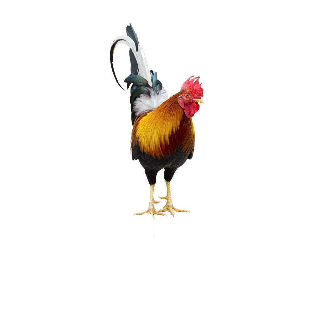 Hjemix | Hagefigur: Befjærde skjønnhet