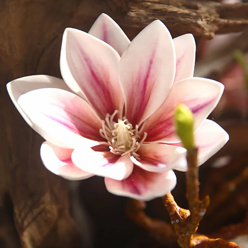 Hjemix | Künstige Magnolia Blomster