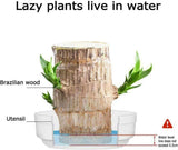 Hjemix | Lucky Brazil Wood Potted Plant