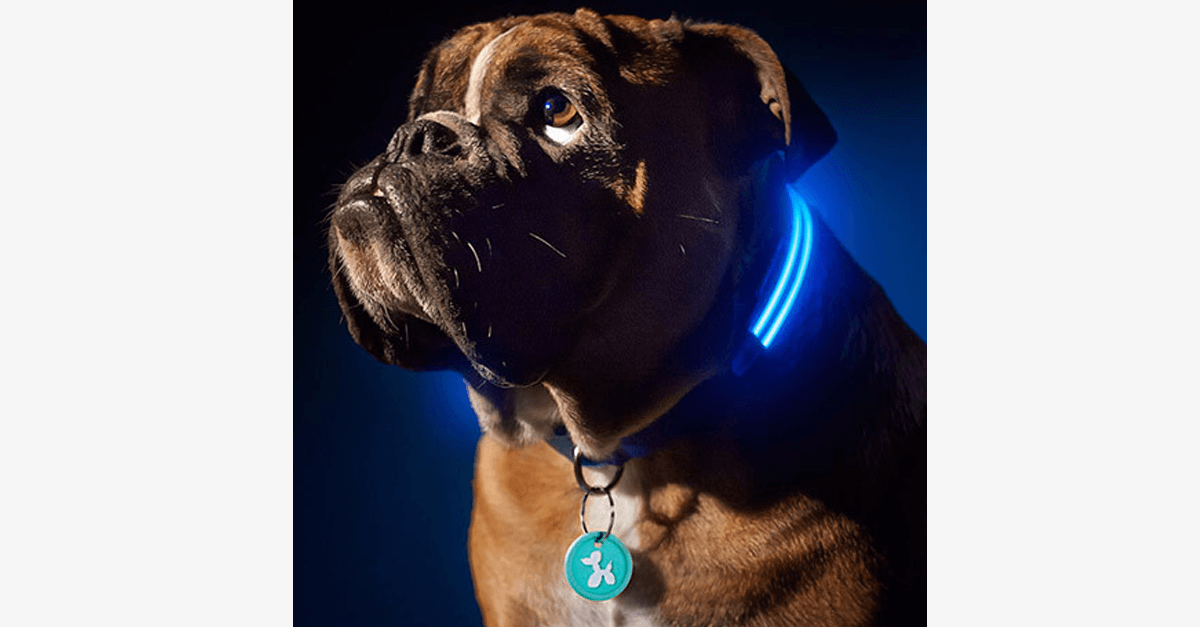Hjemix | LED Hundehalsbånd – Hold et øye med kjæledyret ditt!