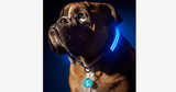 Hjemix | LED Hundehalsbånd – Hold et øye med kjæledyret ditt!