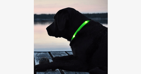 Hjemix | LED Hundehalsbånd – Hold et øye med kjæledyret ditt!