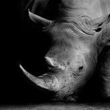 Hjemix | Natur Ville Dyr Afrika Wildlife Svart Hvit - Lerretsveggkunst Maleri