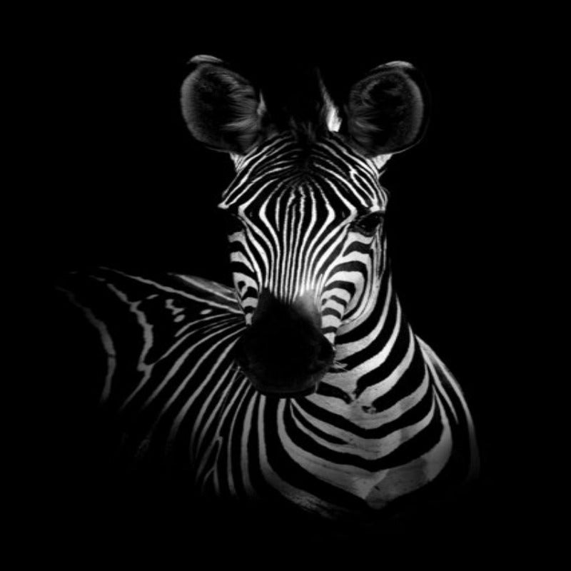Hjemix | Natur Ville Dyr Afrika Wildlife Svart Hvit - Lerretsveggkunst Maleri