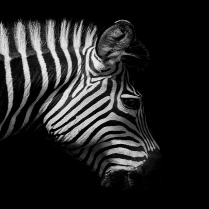 Hjemix | Natur Ville Dyr Afrika Wildlife Svart Hvit - Lerretsveggkunst Maleri