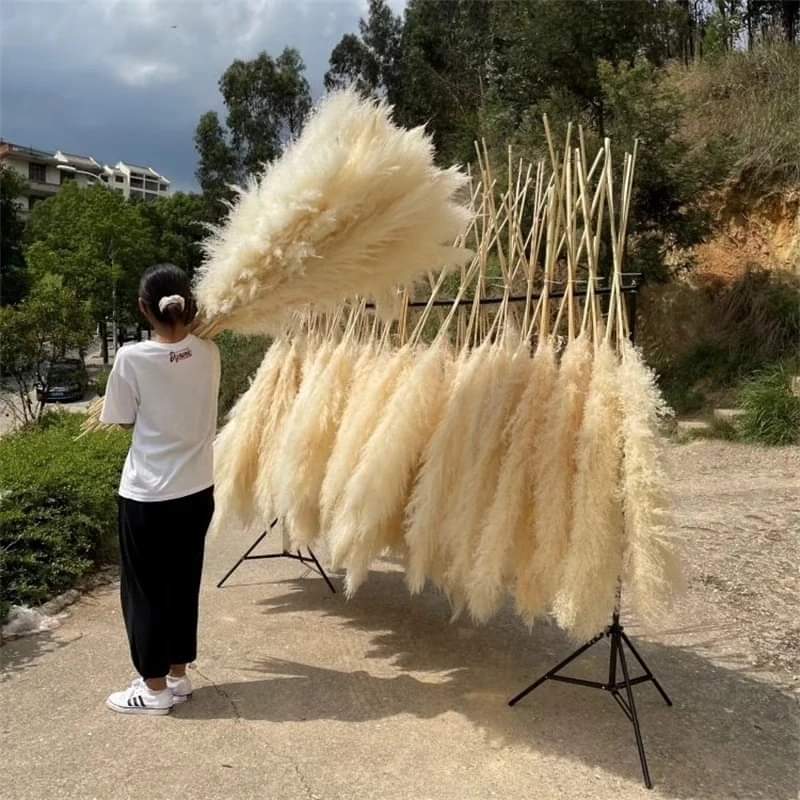 Hjemix | 1.5M Pampas gress