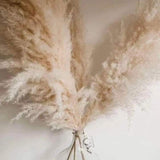 Hjemix | 1.5M Pampas gress