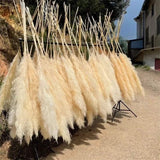 Hjemix | 1.5M Pampas gress