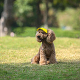 Hjemix | Hundehatt