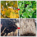 Hjemix | Raskt virkende næringsløsning for planter